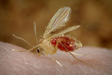 Sandfly that carries Leishmania