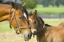 Mare and foal.