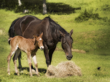 Pasture as a source of roundworms in young horses