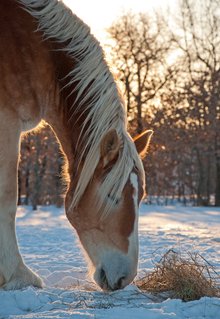 Cold weather and your horse's health