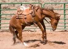Horse bucking to let off steam