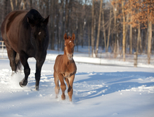 Horses dashing through the snow