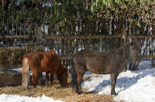 Horses foraging in the snow