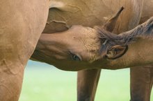 Foal nursing