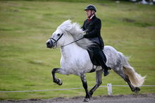 An Icelandic horse in motion