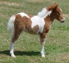 A miniature horse