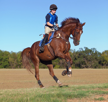 Importance of exercise for aging horses