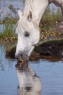 Horse exposure through parasite contaminated water