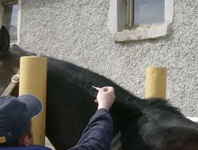 Implanting a microchip in a horse