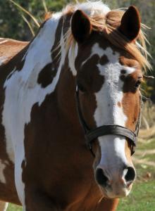 Genetic tests to understand horsesâ capabilities and limitations