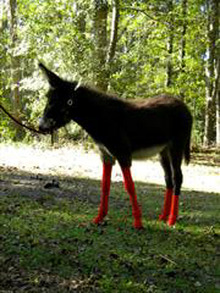 Donkey wearing protective sox