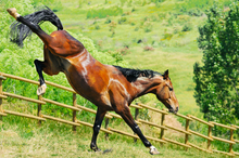 Young horse energized by forage diet