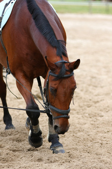 Doing the best possible for horses in need