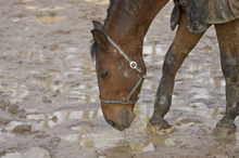 Mud in horse pastures - A safety, and health hazard