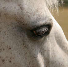 Treating eye diseases in horses