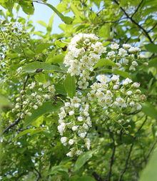 Chokecherry - toxic to horses