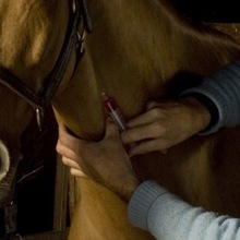 Blood tests for horses, too