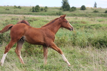 Maintaining a healthier gut in your young horse