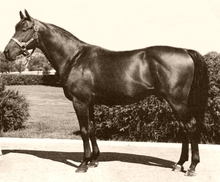 Citation - Famous race horse