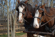 Ban on horse-drawn wagons