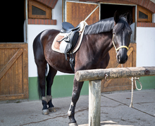 Horse tethered to tie-down rail