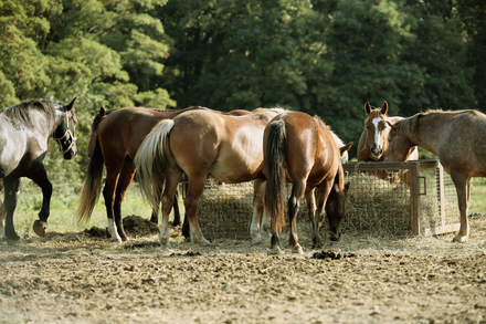 New non-toxic fescue hay to benefit horses