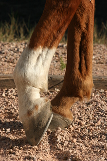 Diagnosing lameness in horses