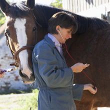 Vet checking horse for signs of disease