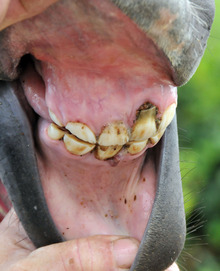 Horse with dental conditions that may lead to loss of teeth