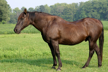 A fine example of a gelding