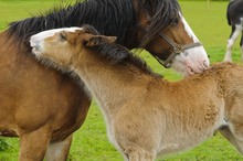 A healthy foal