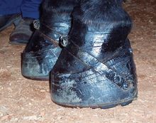 Tennessee Walker hooves - Built-up shoes and pressure bands