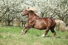 A pregnant mare getting exercise