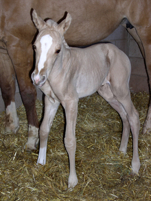Mare - A source of infectious diarrhea in foal