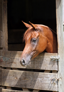 Reducing stress when horse's environment changes