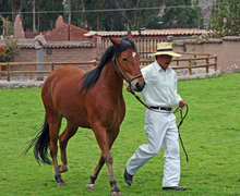 Horse behaviorist leading a horse.