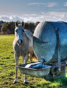 Meeting your horse's need for fresh, clean water