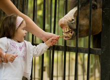 Sharing a treat - A moment to savor between girl and horse
