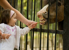 A little girl engaging with a horse