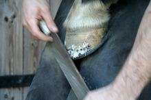 Improving horse hoof care practices