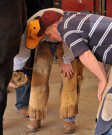 Farriers evaluating horse's hoof