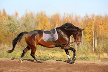 Chemical or mechanical irritants applied to horse's legs = soring