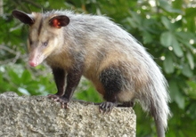 An oppossum - Primary parasite host