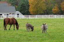 Horse enjoying spring pasture