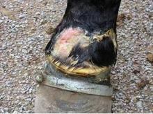Foot of horse showing soring scars