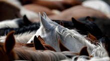 140,000 American horses slaughtered for human consumption in foreign countries