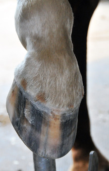 Low down on equine laminitis