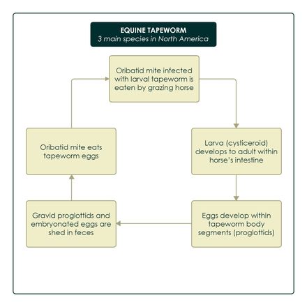 Equine Tapeworm