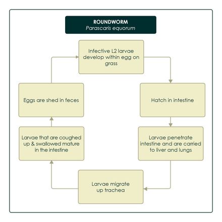 Roundworm