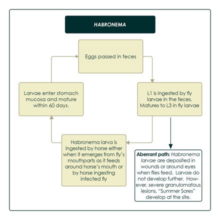 Habronema